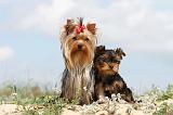 YORKSHIRE TERRIER 067